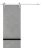 Sliding Barn Door with 6.6ft Hardware | Planum 0012 Natural Veneer and Aluminum Strips | Rail Hangers Sturdy Silver Set | Modern Solid Panel Interior Doors Concrete